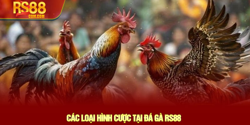Đá gà RS88 - Trải nghiệm cá cược Đá gà trực tiếp đỉnh cao 2 Các Loại Hình Cược Tại Đá Gà RS88