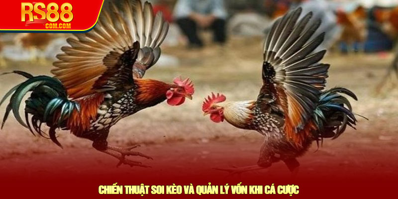 Đá gà Thomo - Khám phá sân chơi trực tiếp hàng đầu tại RS88 4 Chiến Thuật Soi Kèo Và Quản Lý Vốn Khi Cá Cược