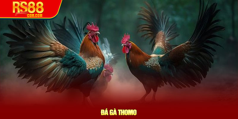 Đá gà Thomo - Khám phá sân chơi trực tiếp hàng đầu tại RS88 1 Đá gà Thomo - Khám phá sân chơi trực tiếp hàng đầu tại RS88