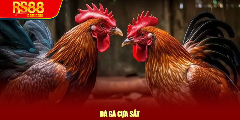 Đá gà cựa sắt - Chiến thuật chọn kèo và lợi thế tại RS88 6 Đá gà cựa sắt - Chiến thuật chọn kèo và lợi thế tại RS88