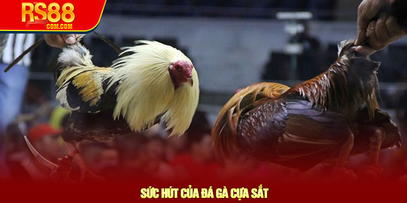 Đá gà cựa sắt - Chiến thuật chọn kèo và lợi thế tại RS88 2 Sức Hút Của Đá Gà Cựa Sắt